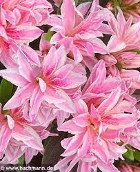 Azalea Japonica Pink Spider Havlis Cz In 2020 Azaleas Ericaceous Plants Petals