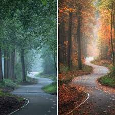 One Enchanting Forest Captured In Different Seasons Highlights The Beauty Of Change Forest Photos Outdoor Adventure Photography Landscape Photographers