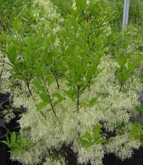 Image result for Chionanthus