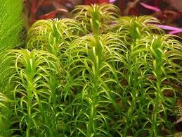 Image result for Lagarosiphon cordofanus