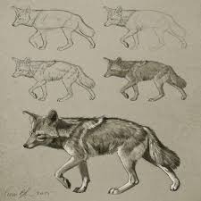 May 14, 2021 · food can attract a coyote to your neighborhood. Coyote Anatomy Anatomy Drawing Diagram