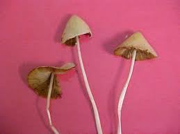 Image result for Conocybe lactea