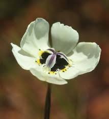 Image result for Orthochilus adenoglossus