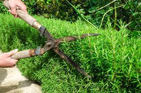 Maybe you would like to learn more about one of these? How To Prune Rosemary Thompson Morgan