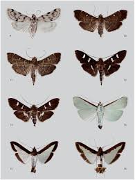 Pega pega (pisonia floribunda) ist ein großer, bis zu 15 m hoher, viel verzweigter baum, der in der übergangszone wächst und zumeist dicht von moosen und flechten bedeckt wird. Taxonomic Revision Of The Spilomelinae Lepidoptera Pyralidae S L Of The Galapagos Islands Ecuador