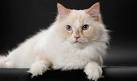 RagaMuffin Cat Traits | The RagaMuffun Kitten Breeders Society