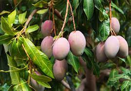 We did not find results for: Mango Description History Cultivation Facts Britannica