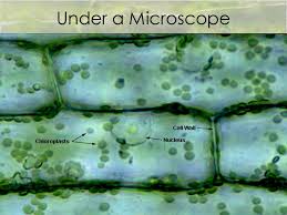 We did not find results for: Can You Expect To See Mitochondria While Using A Light Compound Microscope Socratic