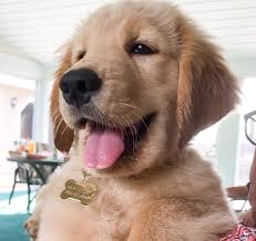 Pin On Cute Dogs