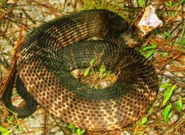 Florida Cottonmouth Snake Florida Snakes Snake Pit Viper Water Moccasin Snake