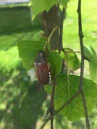 Damit sich der gartenlaubkäfer vom verwandten maikäfer, japankäfer oder junikäfer unterscheiden lässt, sollte auf einige spezielle merkmale geachtet werden: Maikafer Vorhang Auf Fur Eure Mai Estat Osnabrucker Rundschau
