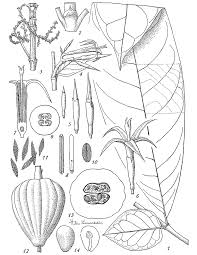 Image result for Massularia