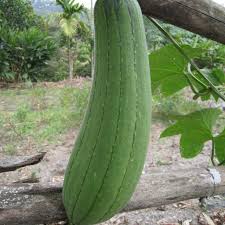 Image result for Luffa