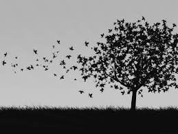 Black And White Background Images Hd Tree Black And White Wallpaper For Mac Rae In 2020 White Background Wallpaper Black And White Wallpaper White Wallpaper