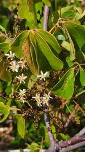 Image result for Agelaea pentagyna