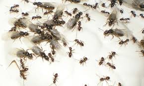 Fliegende Ameisen Selbst De Ameisen Fliegen Tiere