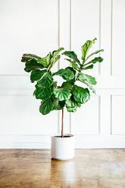 Image result for Ficus lyrata