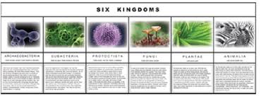 Six Kingdom Chart