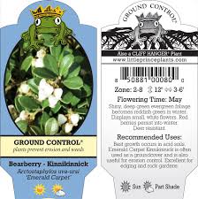 Image result for Antrocaryon nannanii