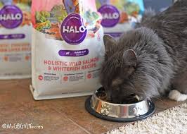 Halo Cat Food Has Sophie Purring Loudly My Gbgv Life Cat Food Purring Food