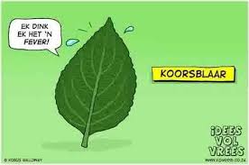 Koorsblaar Afrikaans Humour Humor