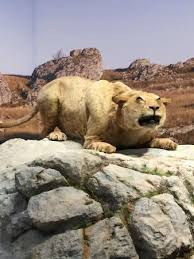 Последние твиты от grotte chauvet (@grotte_chauvet). Musee De L Aurignacien Picture Of Grotte Chauvet 2 Ardeche Vallon Pont D Arc Tripadvisor