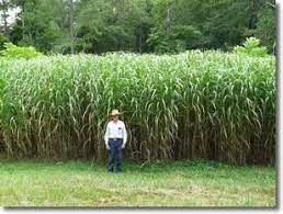 Check spelling or type a new query. Giant Miscanthus I Love This Stuff Also Called Chinese Silver Grass Miscanthus Gigantic Miscanthus Giganteus Miscanthus Grass Large Backyard Landscaping