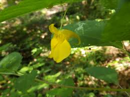 Image result for Impatiens gesneroidea