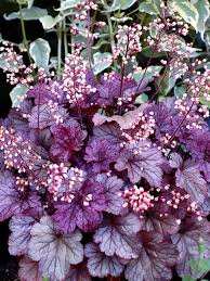 Check spelling or type a new query. Heuchera Shanghai Bluestone Perennials Flowers Perennials Heuchera Coral Bells Heuchera