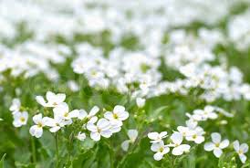 Flowers of the field song. Field Of White Flowers On The Green Stock Image Colourbox