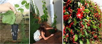 When you're ready to plant the cutting, dip the severed end into the rooting solution for five seconds. Asexual Propagation Of Ornamental Passion Fruit Tree To Maintain Download Scientific Diagram