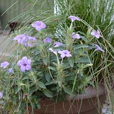 Image result for Vandellia humilis
