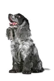 Maybe you would like to learn more about one of these? Erik Lam Blue Roan Cocker Spaniel Art Print Canvas On Stretcher Glass Print