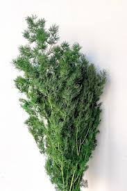 Image result for Asparagus macowanii