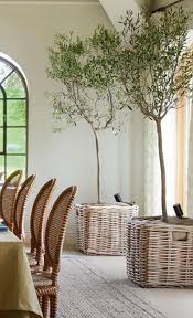 Indoor Olive Trees Indoor Olive Tree Indoor Trees Indoor Plants