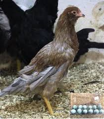 Breed Info Bird And Bee Farm Pullets Chickens Blue Chicken Eggs Blue Chicken