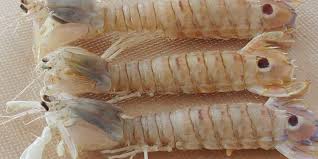 Come pulire le canocchie o cicale di mare. Canocchia O Cicala La Preferita Dagli Chef Civilta Del Berecivilta Del Bere