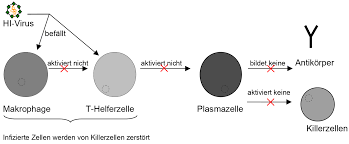 Rechtsfolgen bei nichteinbeziehung und unwirksamkeit. Freies Lehrbuch Biologie 07 05 Infektionen Und Immunabwehr Hiv Und Aids