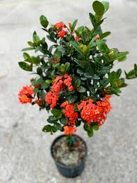 Image result for Ixora hartiana
