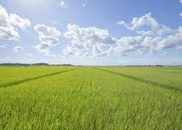 Bila ini dilakukan, pupuk akan bertahan lebih lama di sawah, pupuk maksimal diserap akar tanaman, tanaman lebih. Perkampungan Pertanian Live Japan Jepun Travel Dan Pelancongan Dan Panduan Pengalaman