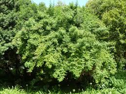 Image result for Cassinopsis ilicifolia