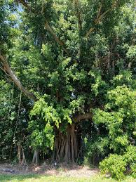 Image result for Ficus saussureana