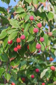 When buying fast growing trees, choose ones with large, healthy root systems. Dogwood Tree Fruits Search Science Photo Library
