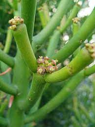Tirucalli is one of the thornless exceptions. Euphorbia Tirucalli Wikipedia