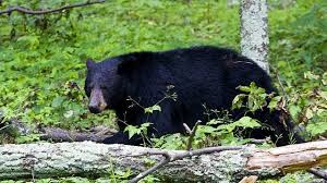 Bears Use Hibernation To Regenerate Their Wounds Without A Hint Of Scarring Black Bear Hunting Bear Bear Hunting