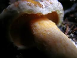 Image result for Suillus subaureus