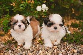 Maybe you would like to learn more about one of these? Good Breeder Jazzie Shih Tzu Shih Tzu Shih Tzu Puppy Puppies