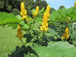 Menstabilkan Kinerja Organ Jantung Dan Mengobati Susah Buang Air Besar Bunga Desember Tanaman Obat Tanaman Herbal