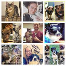 Logan square, river north, and ravenswood veterinarian in chicago: Fundraiser By Abandoned Pet Project Get Vet Ranch A Mobile Clinic