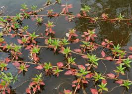 Image result for Ludwigia adscendens
